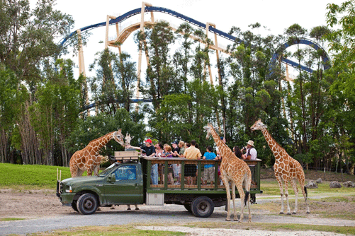 Busch Gardens Serengeti Plain