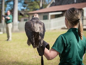 Busch Gardens Birds of Prey